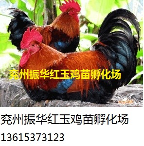 兗州振華紅玉雞苗孵化場紅玉雞苗價格原始圖片3