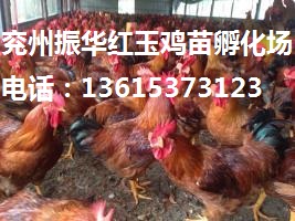 紅公雞苗批發(fā)原始圖片2