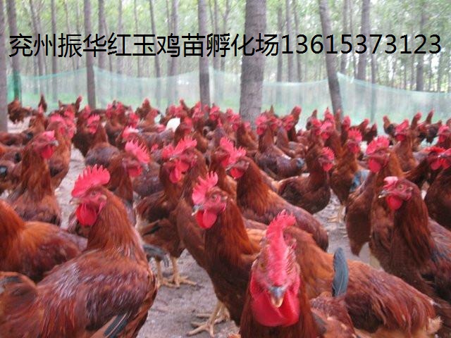紅公雞苗批發(fā)原始圖片3