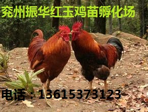 純紅公雞苗|純紅公雞苗價(jià)格|優(yōu)質(zhì)純紅公雞苗批發(fā)