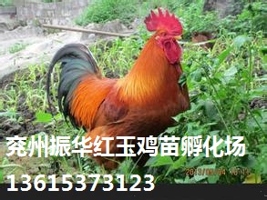 嘉祥哪里有賣紅公雞苗的價格是多少