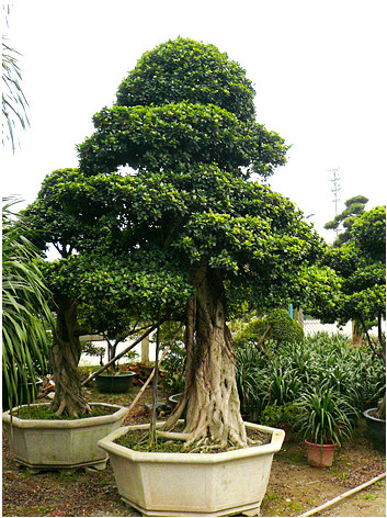 楊浦商務樓綠植租賃 楊浦商務樓綠植租賃廠家直銷 芷蘭供