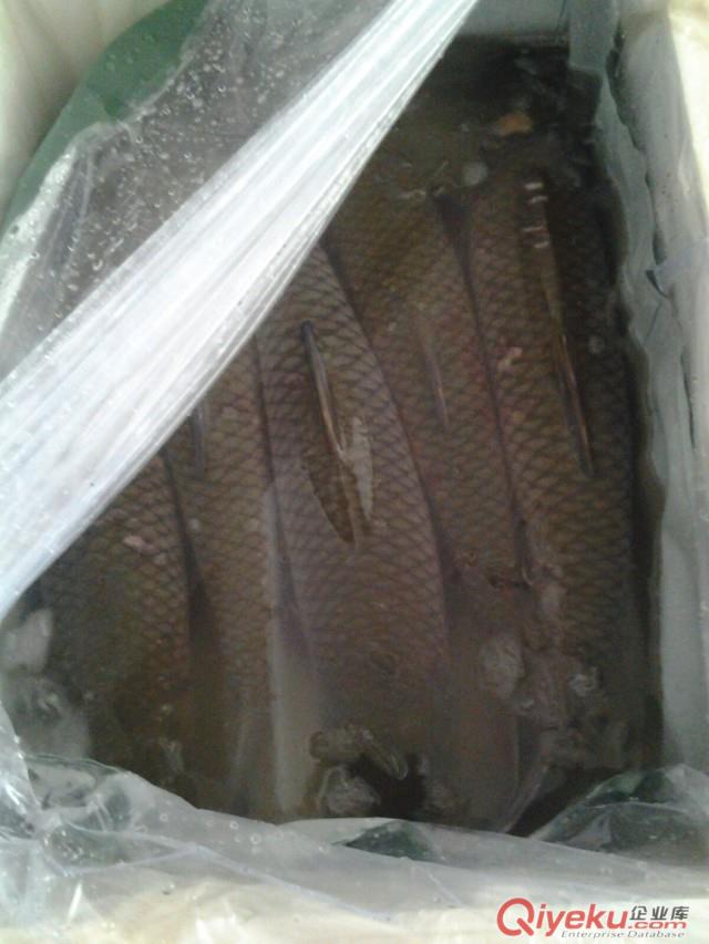 供應脆肉鯇 脆皖魚 脆肉鯇 東升脆肉鯇批發中心 東升脆肉鯇養殖基地