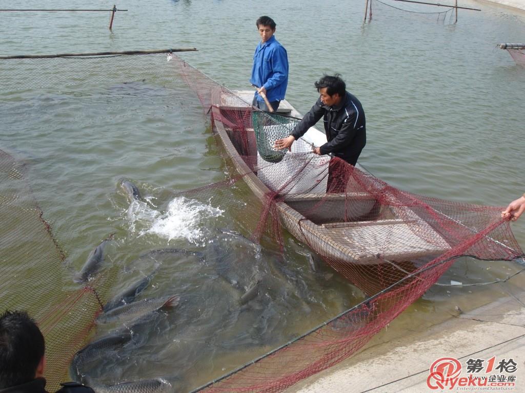 7—12斤 中裕牌zz吊水脆肉鯇、zz東升脆肉鯇批發電話13432106022