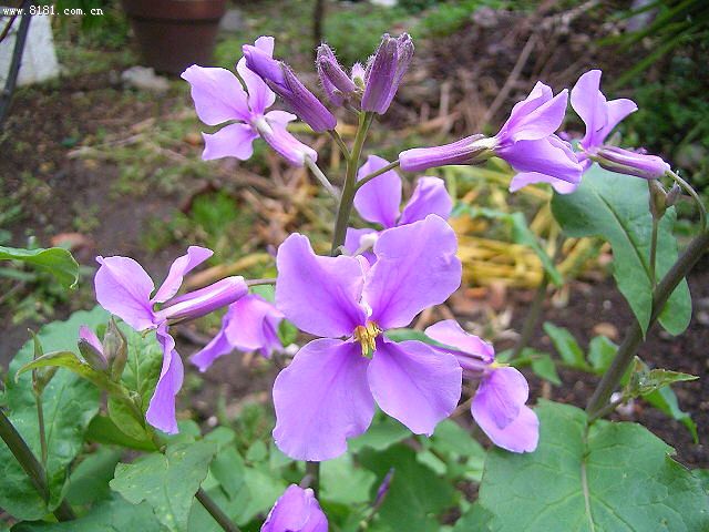 江蘇宿根花卉基地|山東蔥蘭價(jià)格 綠化蔥蘭批發(fā)基地