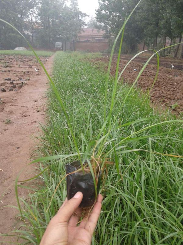 山東狼尾草價格 綠化狼尾草基地|邯鄲宿根花卉批發(fā)