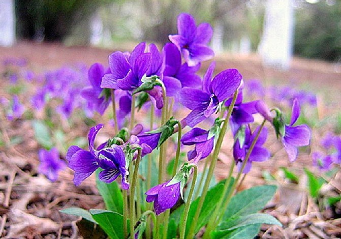 山東紫花地丁價格 紫花地丁基地,畢節四季草花批發