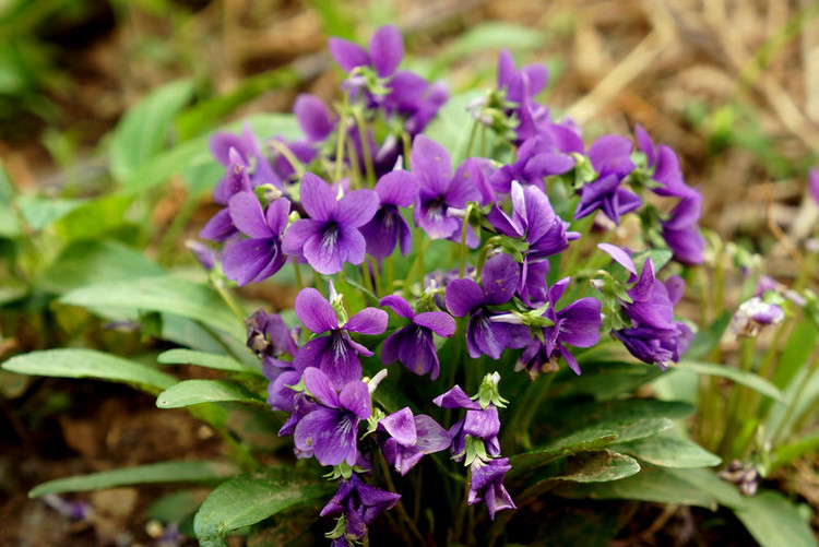 貴陽宿根草花價格,山東柳葉馬鞭草價格 柳葉馬鞭草基地