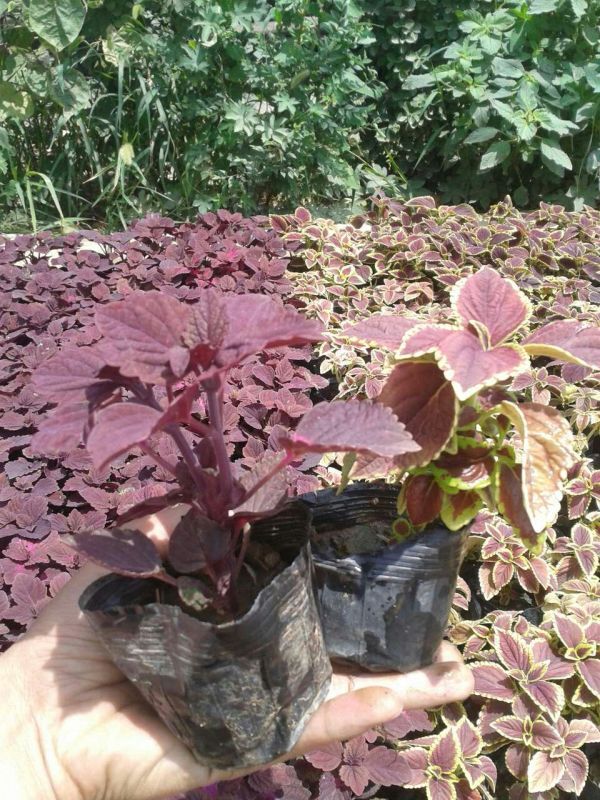 價格合理的彩葉草哪里有賣,山東彩葉草基地