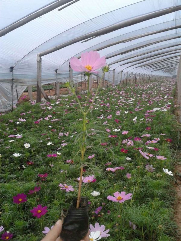 價格合理的波斯菊哪里有賣,山東波斯菊基地