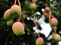 出售桂七芒果|價(jià)位合理的桂七芒果【供銷】