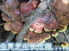 來(lái)賓野生靈芝批發(fā) 廣西優(yōu)惠的南寧{ctr}野生靈芝推薦