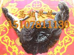 南寧供應(yīng)優(yōu)質(zhì)的野生反柄紫靈芝   ：云南野生反柄紫靈芝產(chǎn)地