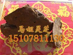 野生松針層孔菌產地：超值的野生松針層孔菌哪里買