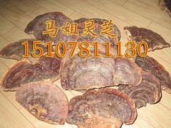 想買(mǎi)價(jià)格優(yōu)惠的野生紅豆杉桑黃靈芝，就來(lái)馬姐靈芝王專(zhuān)賣(mài)：野生紅豆杉桑黃靈芝廠(chǎng)家批發(fā)