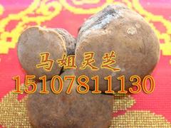 野生竹靈芝批發(fā)：由專業(yè)人士為您推薦品牌好的野生靈芝