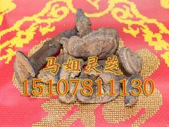 馬姐靈芝王專賣提供銷量好的南寧{ctr}野生靈芝_廣西{ctr}野生靈芝價格