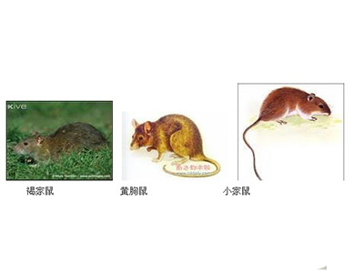 滅老鼠防治【全網(wǎng)推薦】滅老鼠防治哪家好