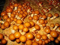 實(shí)惠的平菇 信譽(yù)好的平菇供應(yīng)商_裕隆祥農(nóng)業(yè)