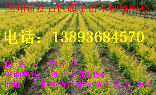 內(nèi)蒙苗木|內(nèi)蒙苗木怎么賣