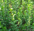 種植鼠尾草——山東優質紅王子錦帶批發