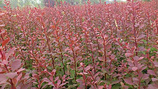 青州豐花大紅帽#豐花大紅帽基地#豐花大紅帽供應