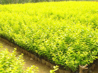 月季種植 供應(yīng)山東實(shí)惠的綠化用月季
