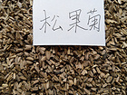 來青州森源花卉苗木，買優(yōu)質(zhì)的金葉女貞_批發(fā)宿根福祿考