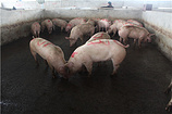 廣西哪里有宰豬場——南寧哪里有供應(yīng)質(zhì)量好的廣西生豬屠宰場