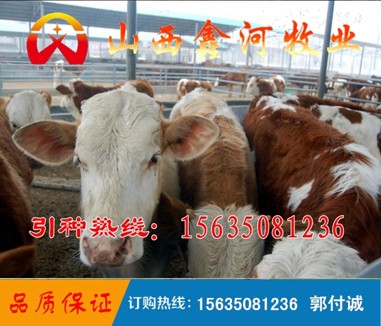 山西肉牛夏季熱銷 