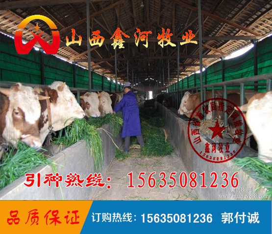 山西肉牛夏季熱銷 