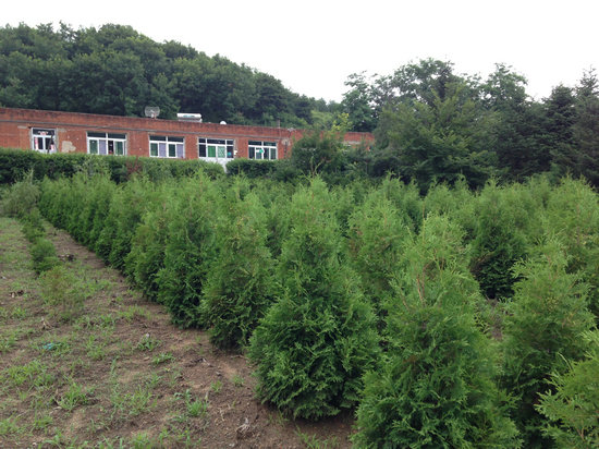 1.5米寒香萃柏/撫順松杉綠化工程