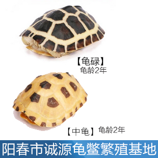 瑞安石金錢龜價格