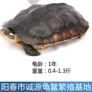 鹽城養殖石金錢龜賺錢嗎