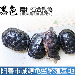 純種南石金錢龜苗今年養殖石金錢龜富裕