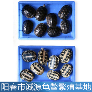 越南種石金錢今年養殖石金錢龜富裕