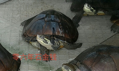 連云港石金錢龜烏龜