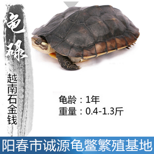 金華{zx1}石金錢龜批發(fā)價格