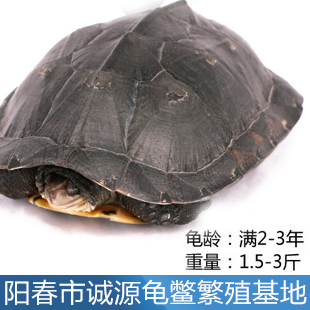 金華{zx1}石金錢龜批發價格
