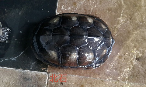 越南石金錢龜銷售石金錢龜哪里有賣