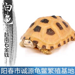 石金錢龜苗價格201567896789多少今年石金錢龜收購