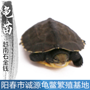 枝江這里有賣石金錢龜的嗎