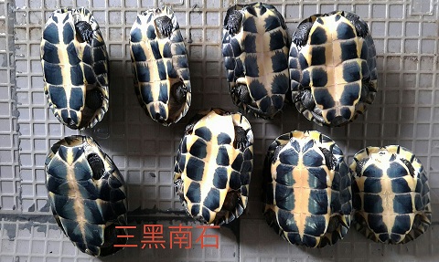 泉州哪里有石金錢苗賣