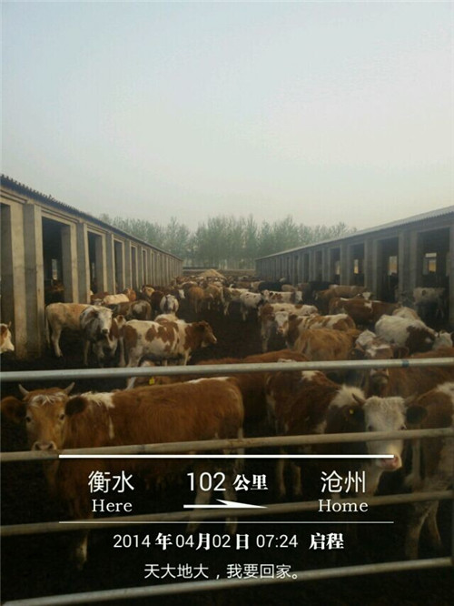 一頭肉牛價(jià)格|山東肉牛養(yǎng)殖|西門(mén)塔爾價(jià)格