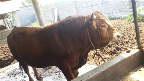 養殖場肉牛價格|肉牛的市場價格|西門塔爾牛多少錢一斤