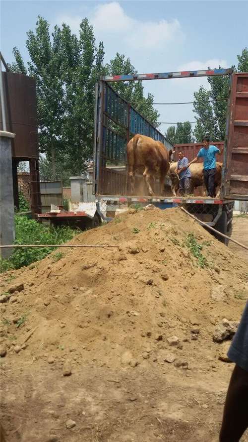 夏洛萊牛養殖|肉牛{zx1}價格|江西肉牛養殖基地