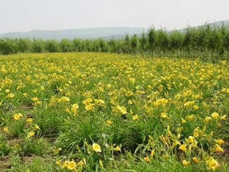 白玉簪批发基地【丰林】时令草花种植基地【宿根地被种植基地】