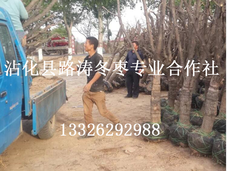 龍口冬棗苗價格