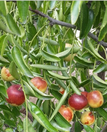 禹城冬枣树苗种植基地