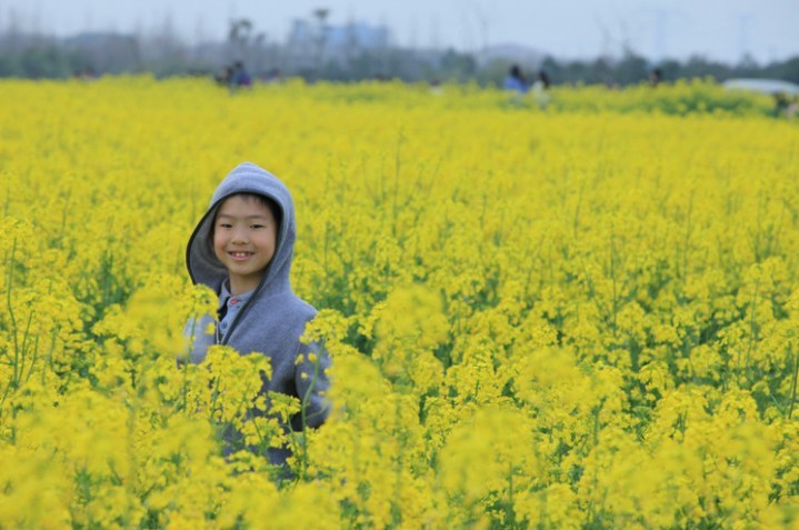 淄博張店油菜花！淄博哪里有油菜花？孝婦河【哇塞】淄博油菜花在哪里